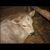 novy prirustek - holstyn s charolais.jpg